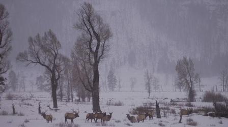 Christmas in Yellowstone - Preview