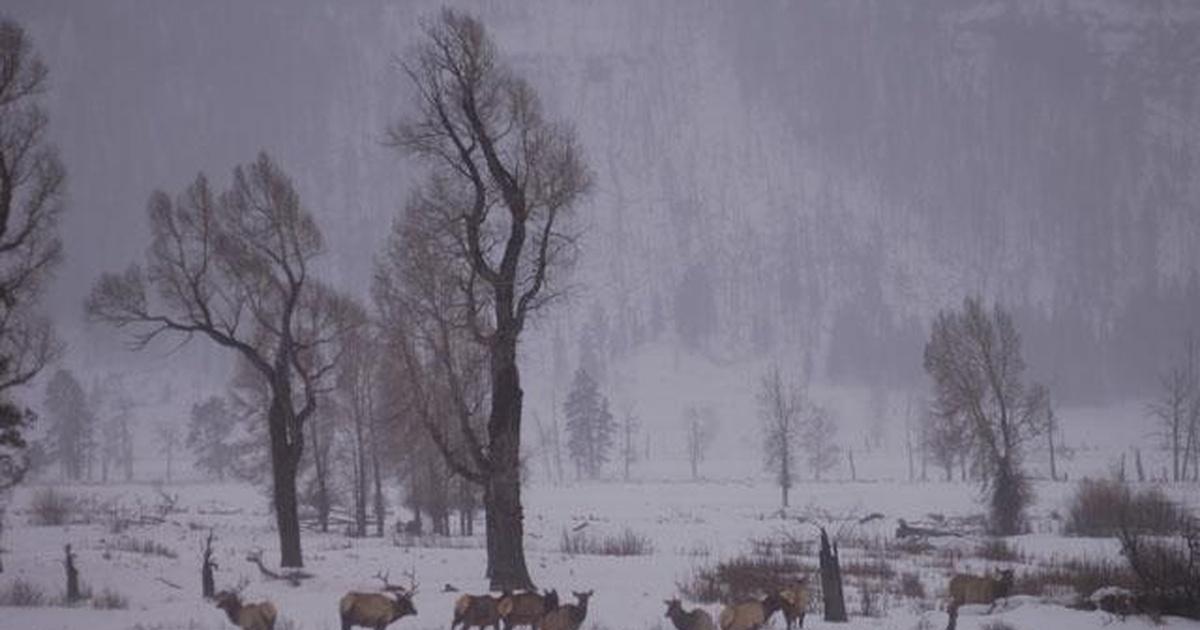 Nature: Christmas in Yellowstone (dvd)