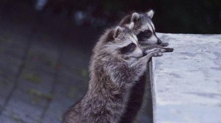 Video thumbnail: Nature Raccoon Nation - Preview