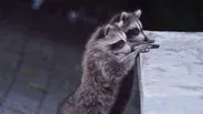 Raccoon Nation - Preview
