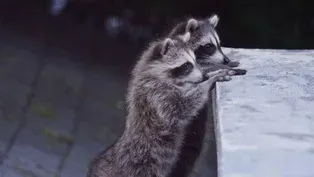 Raccoon Nation - Preview