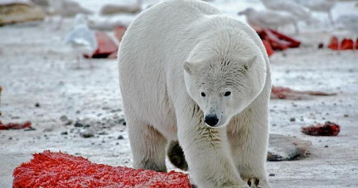 Nature | Bears of the Last Frontier: Arctic Wanderers - Preview ...