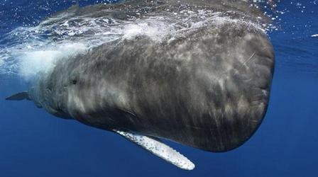 Video thumbnail: Nature Ocean Giants, "Voices of the Sea" - Preview