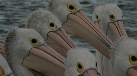 Outback Pelicans