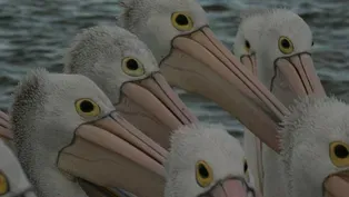 Outback Pelicans