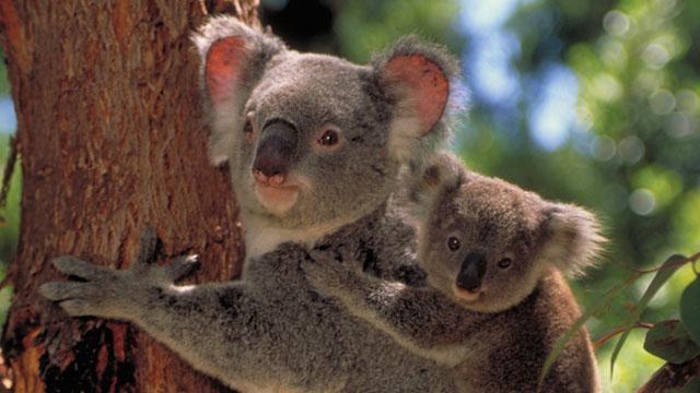 Nature | Cracking the Koala Code - Preview | Season 30 | Episode 13 | PBS