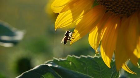 Silence of the Bees