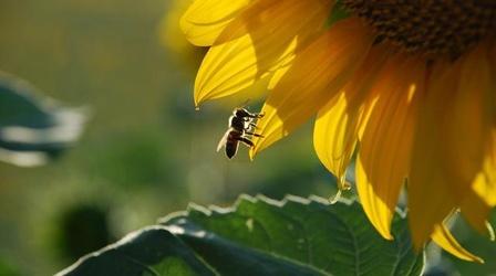 Video thumbnail: Nature Silence of the Bees