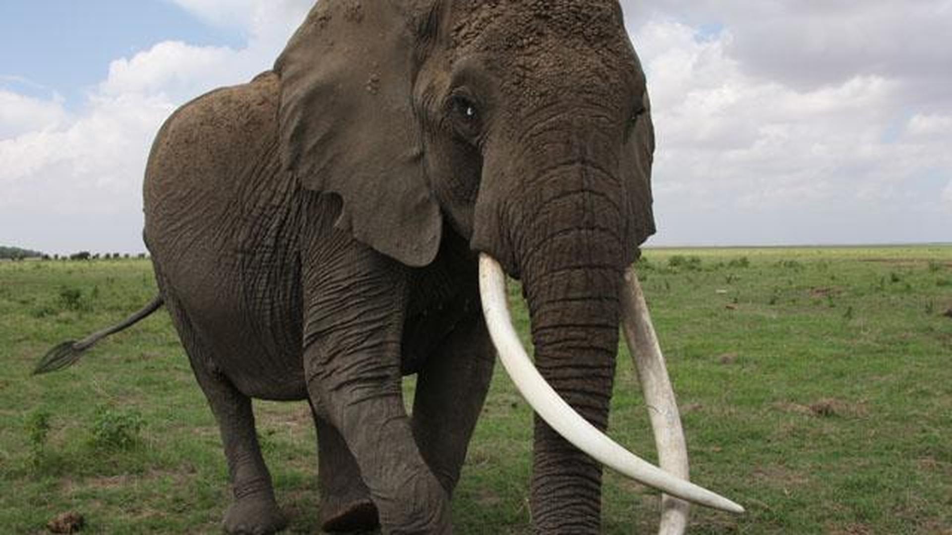 Echo: An Elephant to Remember - Preview | Nature | NJ PBS