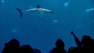 Oceans in Glass: Behind the Scenes of the Monterey Bay -...