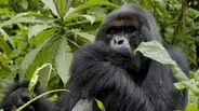 "The Gorilla King" - Preview