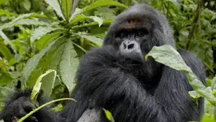 "The Gorilla King" - Preview