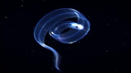 Video thumbnail: Nature The Eel Life Cycle