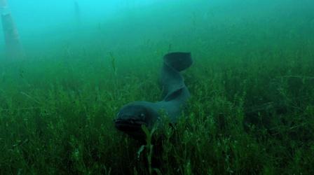 Video thumbnail: Nature The Mystery of Eels