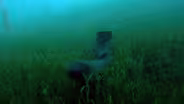 The Mystery of Eels