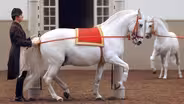 Legendary White Stallions