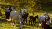 Lipizzaner Foals