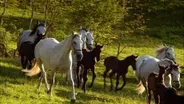 Lipizzaner Foals