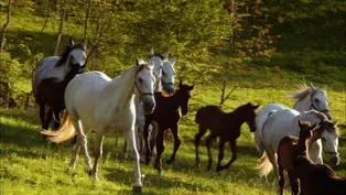 Lipizzaner Foals