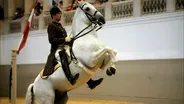 The World Famous Lipizzaner Stallions
