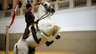 The World Famous Lipizzaner Stallions