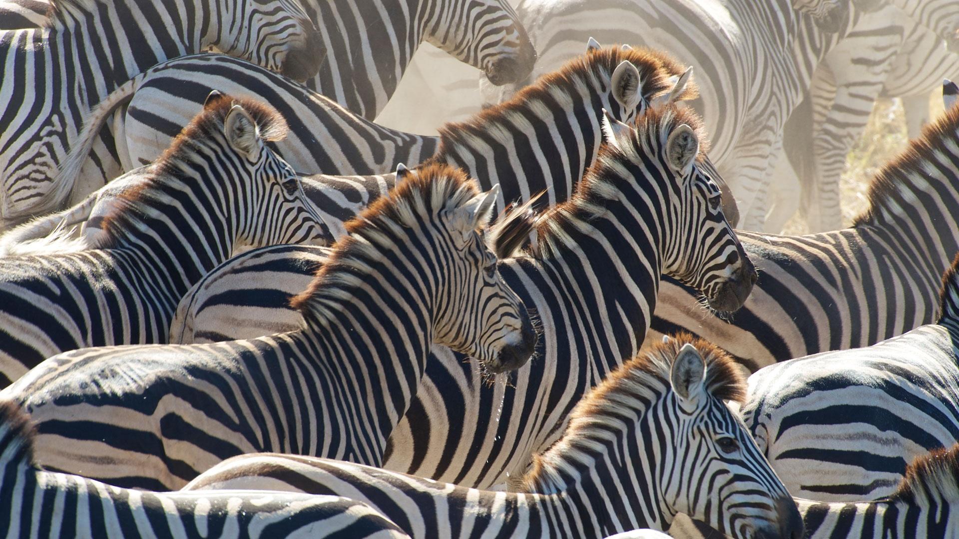 Nature | Great Zebra Exodus Preview | Season 31 | Episode 13 | PBS