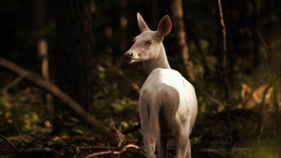 The Ghost Deer image