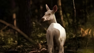 The Ghost Deer