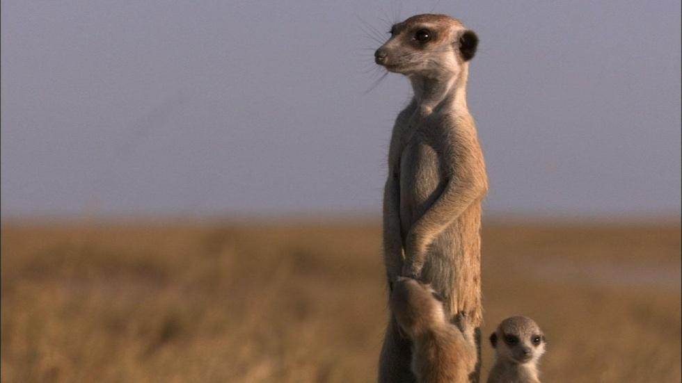S31 Ep12: Posturing Meerkat Pups image