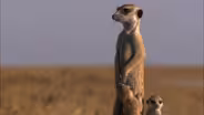 Posturing Meerkat Pups