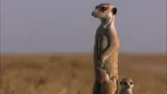 Posturing Meerkat Pups