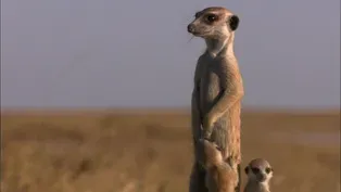 Posturing Meerkat Pups