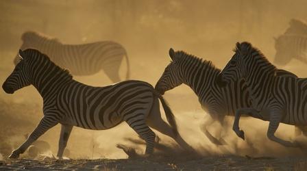 Video thumbnail: Nature Great Zebra Exodus