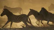 Great Zebra Exodus