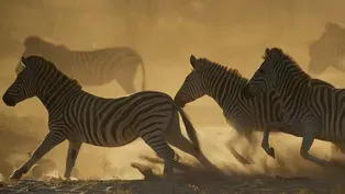 Great Zebra Exodus