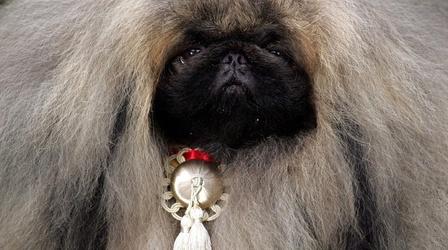 Video thumbnail: Nature Dogs That Changed the World: Dogs By Design