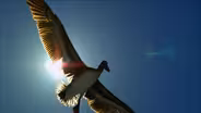 EARTHFLIGHT Preview