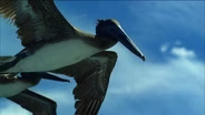 Pelicans and Whales