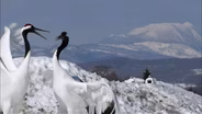 Japanese Crane Courtship Dances