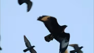 Buzzard Hunting Pigeons
