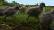 Imprinting Hatchling Geese