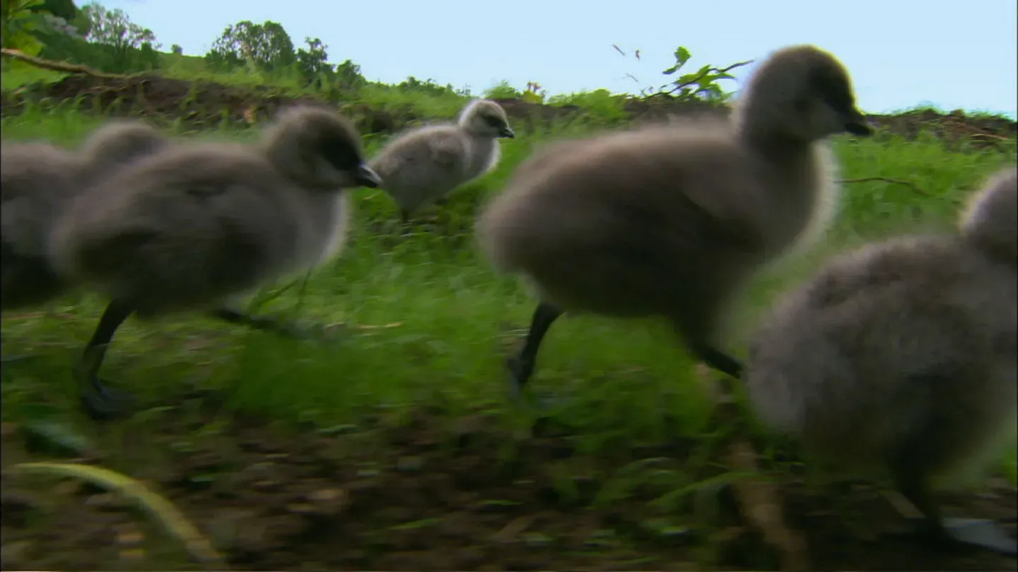 Imprinting Hatchling Geese