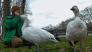 Wild-Goose Chase