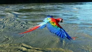 Earthflight: South America - Preview