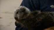 Saving Otter 501 - Preview