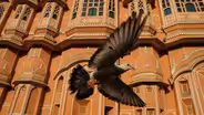 Earthflight: Asia and Australia - Preview