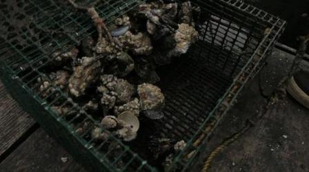 Video thumbnail: PBS NewsHour Shellfish made poisonous by toxic algae