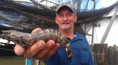 Video thumbnail: PBS NewsHour Tiger shrimp invade Louisiana water