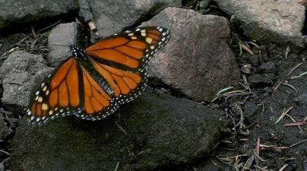 Video thumbnail: PBS NewsHour Why fewer monarch butterflies are surviving their migrations