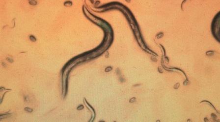 Video thumbnail: PBS NewsHour Inside a worm lab at MIT